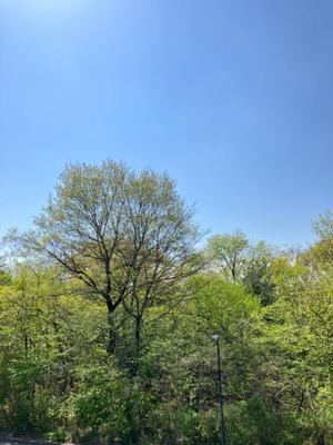 さゆりの写メ日記｜ローテンブルク 吉原高級店ソープ