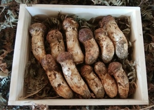 紀香の写メ日記｜ローテンブルク 吉原高級店ソープ