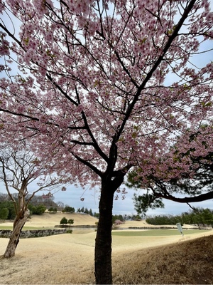 紀香の写メ日記｜ローテンブルク 吉原高級店ソープ