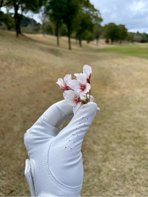 紀香の写メ日記｜ローテンブルク 吉原高級店ソープ