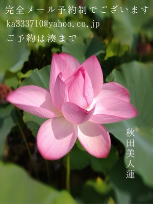 湊 かすみの写メ日記｜ローテンブルク 吉原高級店ソープ