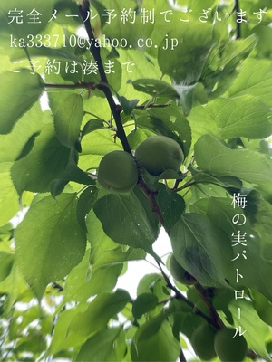 湊 かすみの写メ日記｜ローテンブルク 吉原高級店ソープ