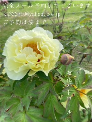 湊 かすみの写メ日記｜ローテンブルク 吉原高級店ソープ