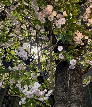 里中あいりの写メ日記｜ローテンブルク 吉原高級店ソープ