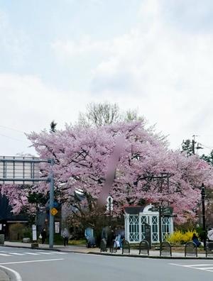 椿 こずえの写メ日記｜ローテンブルク 吉原高級店ソープ
