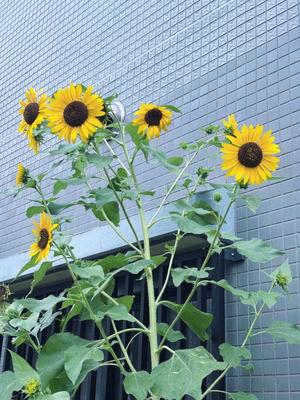 藤崎美奈の写メ日記｜ローテンブルク 吉原高級店ソープ