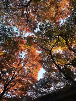 藤崎美奈の写メ日記｜ローテンブルク 吉原高級店ソープ