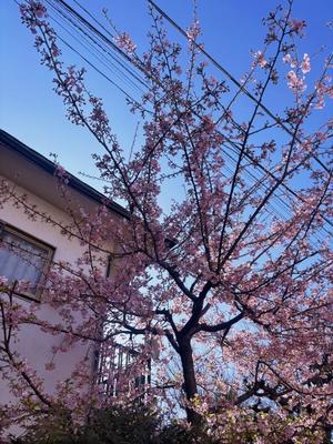 藤崎美奈の写メ日記｜ローテンブルク 吉原高級店ソープ