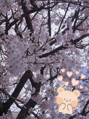 藤崎美奈の写メ日記|ローテンブルク 吉原高級店ソープ