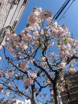 藤崎美奈の写メ日記｜ローテンブルク 吉原高級店ソープ