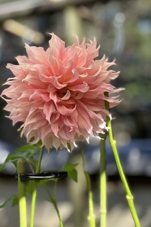 白瀬奈美の写メ日記｜ローテンブルク 吉原高級店ソープ