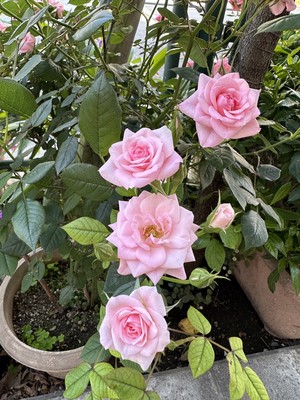 白瀬奈美の写メ日記｜ローテンブルク 吉原高級店ソープ