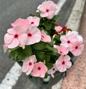 白瀬奈美の写メ日記｜ローテンブルク 吉原高級店ソープ