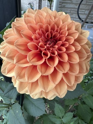 白瀬奈美の写メ日記｜ローテンブルク 吉原高級店ソープ