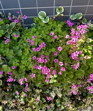 白瀬奈美の写メ日記｜ローテンブルク 吉原高級店ソープ