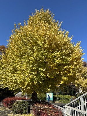 白瀬奈美の写メ日記｜ローテンブルク 吉原高級店ソープ