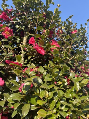 白瀬奈美の写メ日記｜ローテンブルク 吉原高級店ソープ