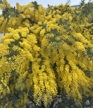 白瀬奈美の写メ日記｜ローテンブルク 吉原高級店ソープ