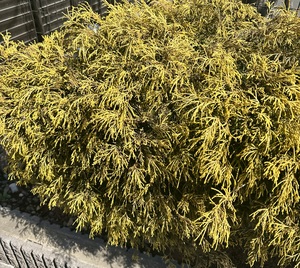 白瀬奈美の写メ日記｜ローテンブルク 吉原高級店ソープ