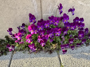 白瀬奈美の写メ日記｜ローテンブルク 吉原高級店ソープ