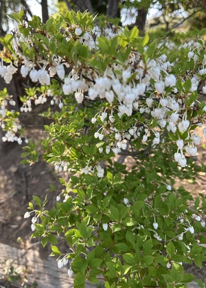 白瀬奈美の写メ日記｜ローテンブルク 吉原高級店ソープ