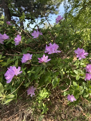 白瀬奈美の写メ日記｜ローテンブルク 吉原高級店ソープ