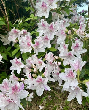 白瀬奈美の写メ日記｜ローテンブルク 吉原高級店ソープ