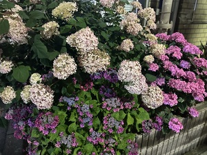白瀬奈美の写メ日記｜ローテンブルク 吉原高級店ソープ