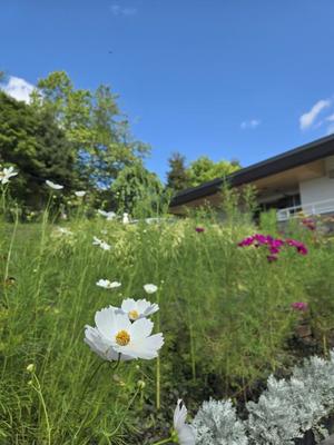 志摩かおるの写メ日記｜ローテンブルク 吉原高級店ソープ
