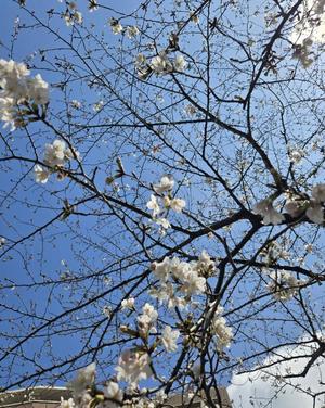 志摩かおるの写メ日記｜ローテンブルク 吉原高級店ソープ