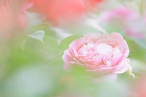 土屋まなみの写メ日記｜ローテンブルク 吉原高級店ソープ