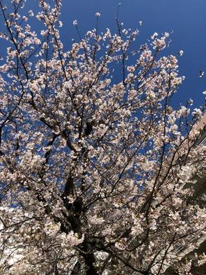 土屋まなみの写メ日記｜ローテンブルク 吉原高級店ソープ
