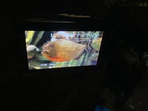 あずさの写メ日記｜セグレターリオ 吉原高級店ソープ