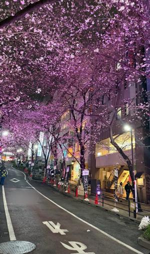 ひめかの写メ日記|セグレターリオ 吉原高級店ソープ