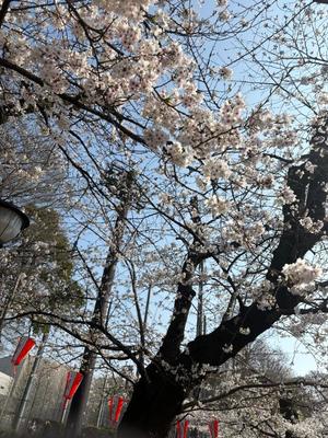 澪の写メ日記｜セグレターリオ 吉原高級店ソープ