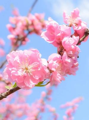 さくらの写メ日記｜セグレターリオ 吉原高級店ソープ