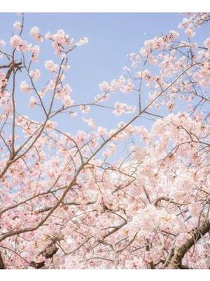 桜花　りんの写メ日記｜シェルクラブ・ウエスト 川崎高級店ソープ
