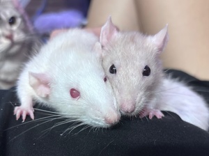 ねがうの写メ日記｜スカイ 吉原高級店ソープ