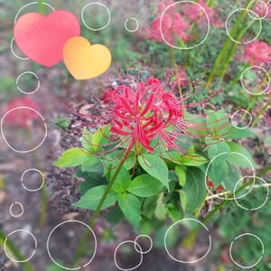 さちの写メ日記｜スカイ 吉原高級店ソープ