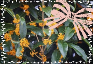 さちの写メ日記｜スカイ 吉原高級店ソープ