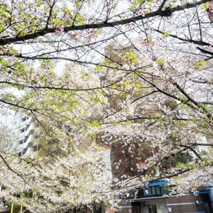 ありさ☆の写メ日記｜粋美 吉原高級店ソープ