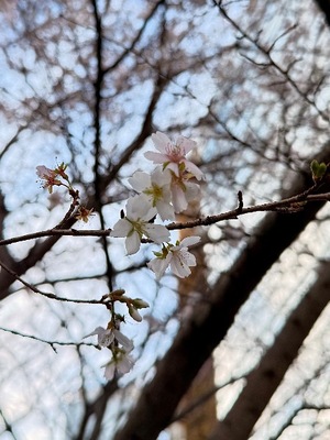 Shihoの写メ日記｜リッチ～THE RICH～ 吉原高級店ソープ