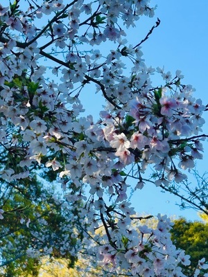 Rinの写メ日記｜リッチ～THE RICH～ 吉原高級店ソープ