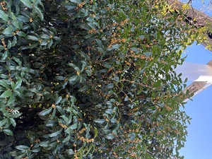 Amuの写メ日記｜リッチ～THE RICH～ 吉原高級店ソープ