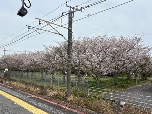 Amuの写メ日記｜リッチ～THE RICH～ 吉原高級店ソープ