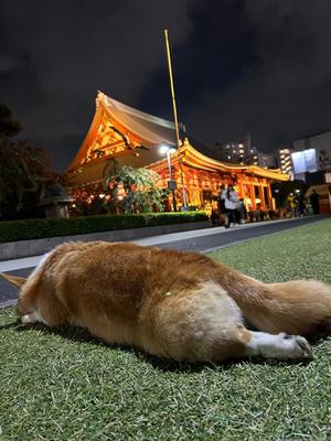 さくらの写メ日記｜ティアラ 吉原高級店ソープ