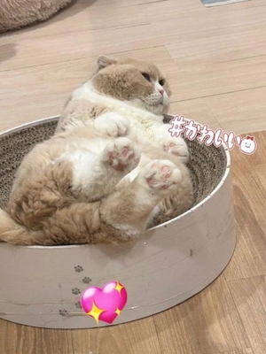 れいの写メ日記｜ヴェルサイユ 吉原高級店ソープ