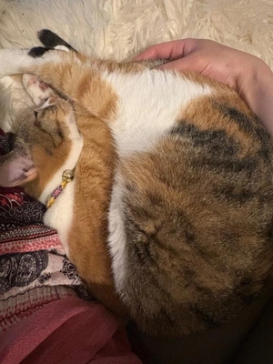 咲良の写メ日記｜ヴェルサイユ 吉原高級店ソープ