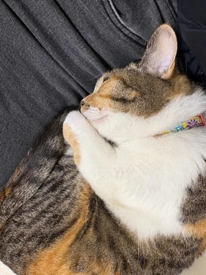 咲良の写メ日記｜ヴェルサイユ 吉原高級店ソープ