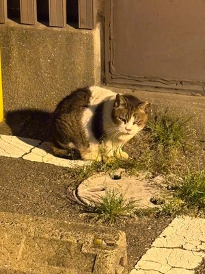 咲良の写メ日記｜ヴェルサイユ 吉原高級店ソープ